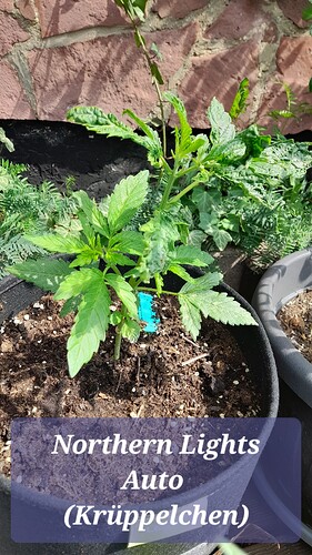 Growreport Bild 7