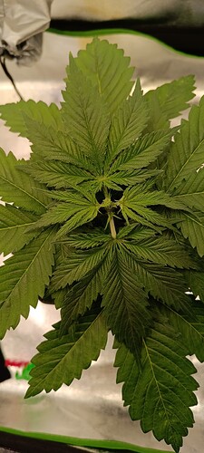 Growreport Bild 1
