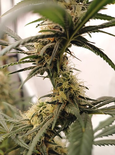 Growreport Bild 8