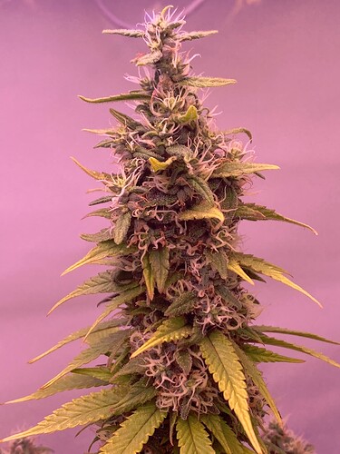 Growreport Bild 6