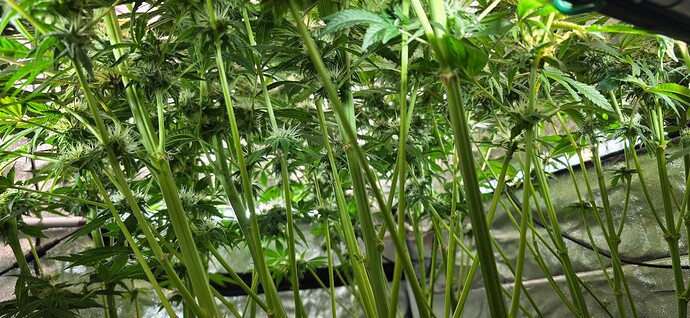 Growreport Bild 34