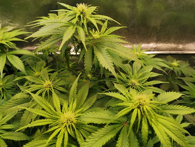 Mix grow BT20 (1)