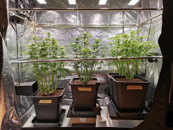 Mix grow BT27 (1)