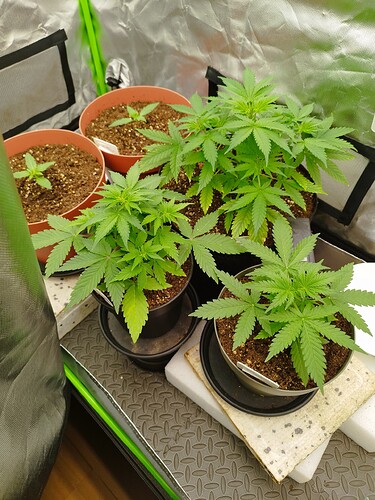 Vier junge Cannabispflanzen in verschiedenen Wachstumsstadien in einem Zelt.