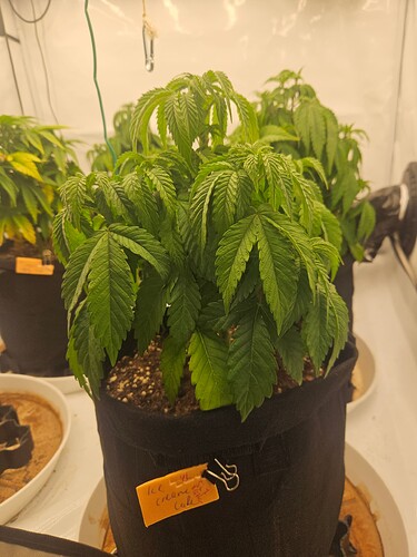 Growreport Bild 26