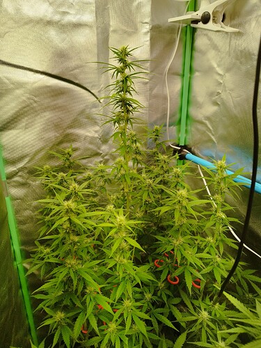 Growreport Bild 3