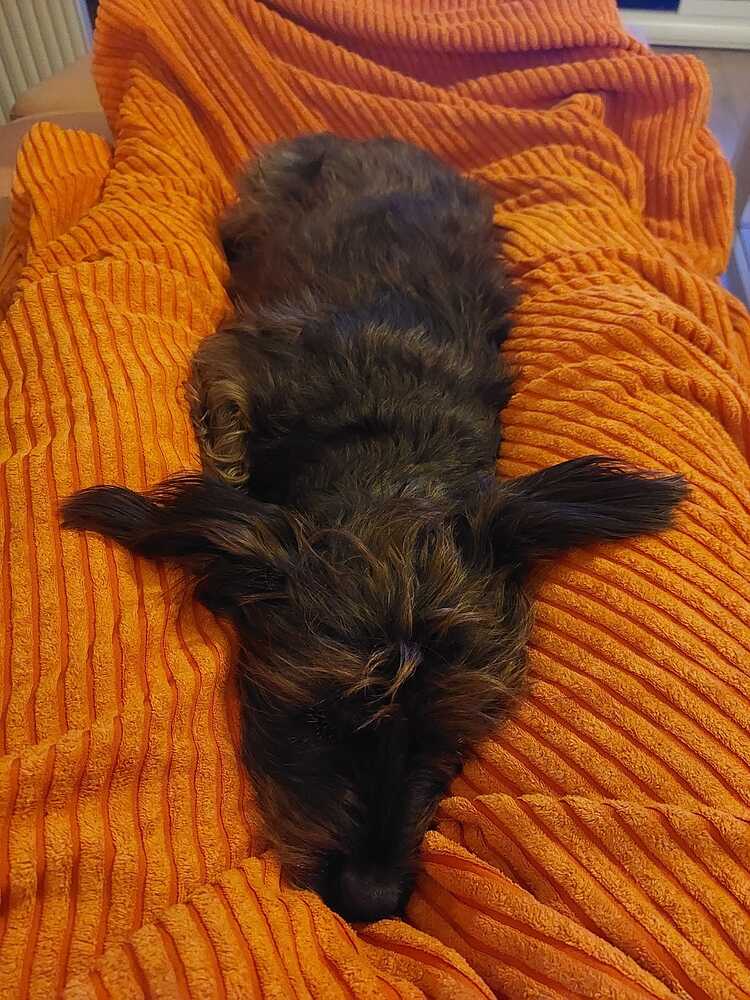 Ein Brett sie zu knechten