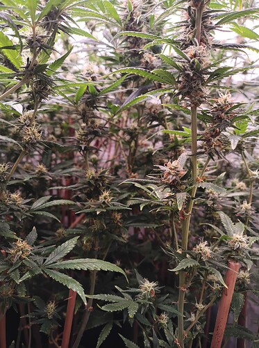 Growreport Bild 44