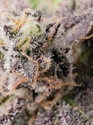 Growreport Bild 69