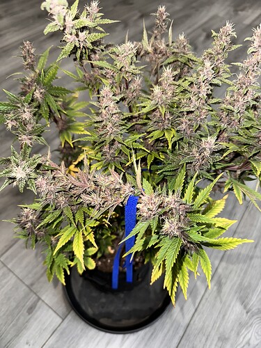 Growreport Bild 6