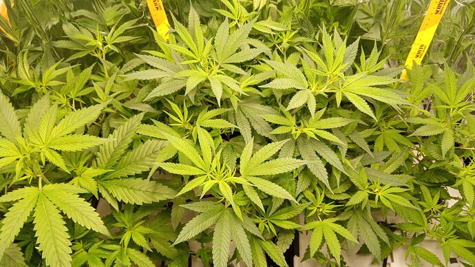 Growreport Bild 7