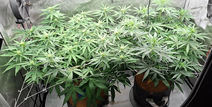 Growreport Bild 1