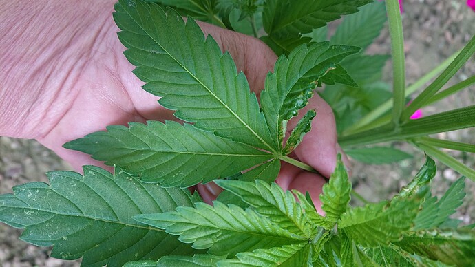 Growreport Bild 28