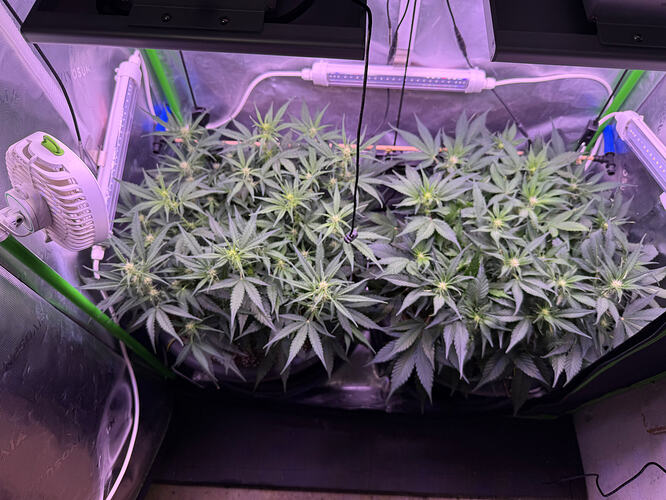 Growreport Bild 49