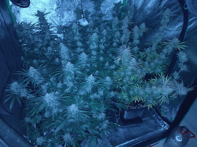 Growreport Bild 36