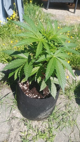 Growreport Bild 4