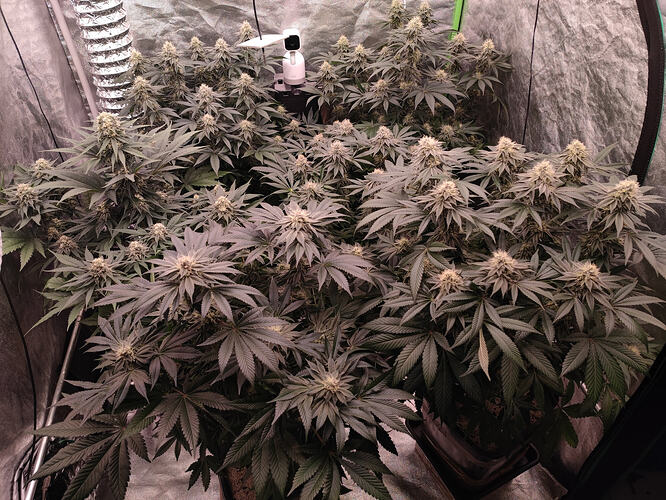 Growreport Bild 108