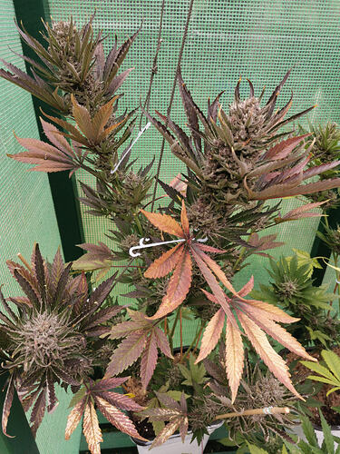 Lucky Hemp LT72 (2)