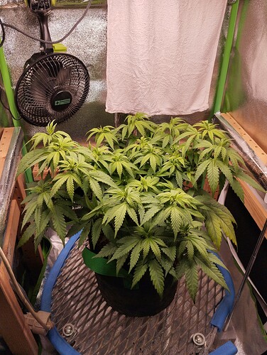 IMG_20241104_203537 - Kopie