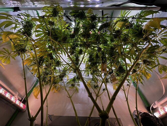 Growreport Bild 4