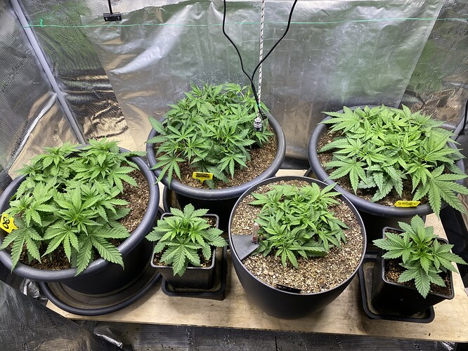 Growreport Bild 60
