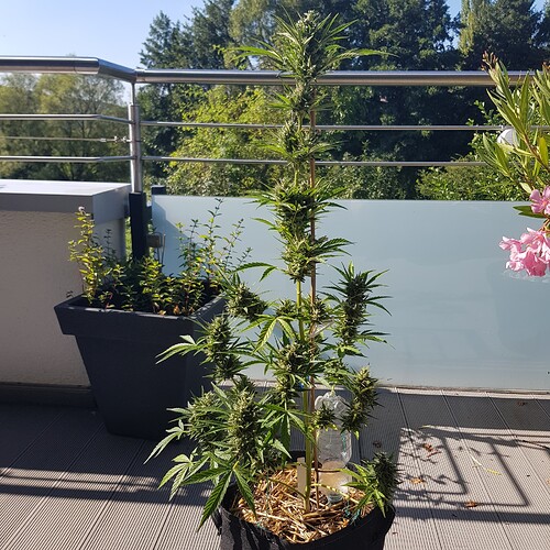 Growreport Bild 2