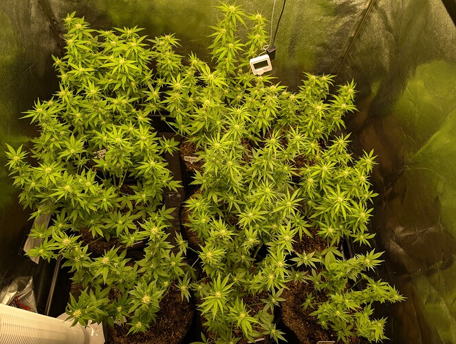 Growreport Bild 7