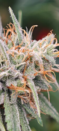 Screenshot_2024-08-03-13-56-32-100_com.miui.gallery