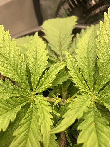 Growreport Bild 4