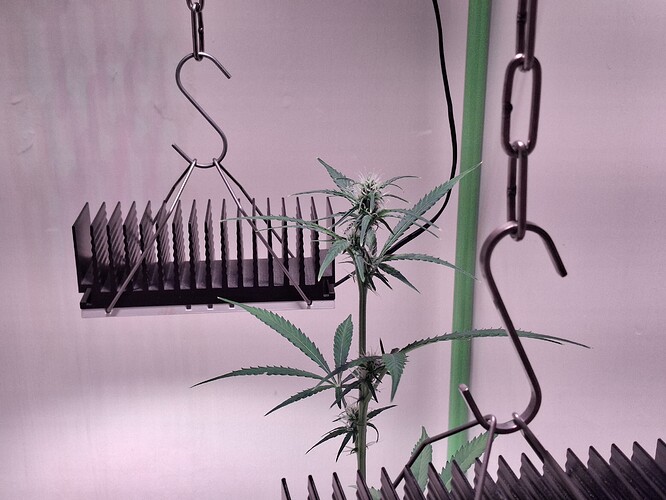 Growreport Bild 176