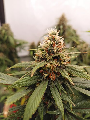 Growreport Bild 4
