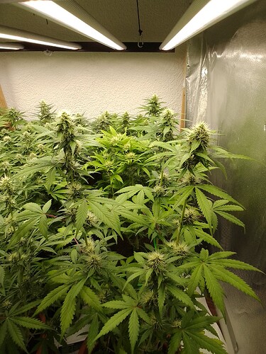 Growreport Bild 6
