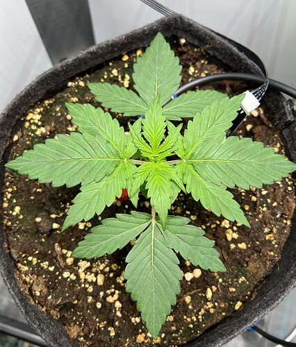 Growreport Bild 1