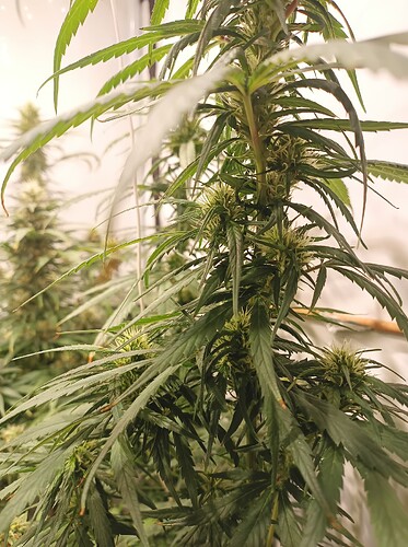 Growreport Bild 13