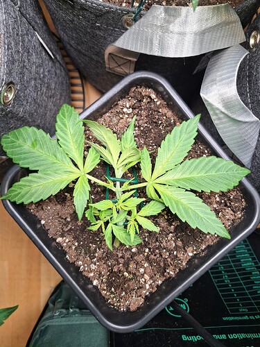 Growreport Bild 2