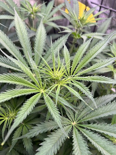 Growreport Bild 3