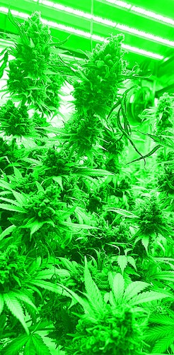 Growreport Bild 120
