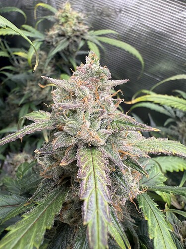 Growreport Bild 9