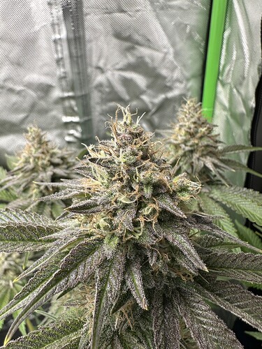Growreport Bild 14