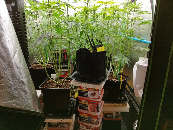 Mehrere Cannabis-Pflanzen in einem Zelt, die sich im Wuchs befinden. Die Pflanzen sind hoch und haben viele Verzweigungen.