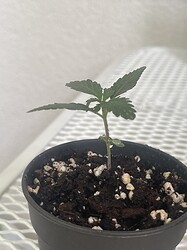 Growreport Bild 14