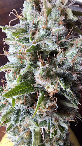 Growreport Bild 327