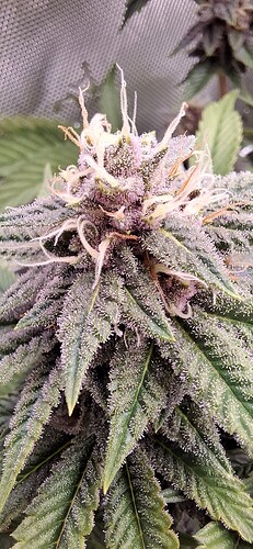 Growreport Bild 6