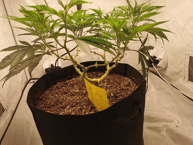 Growreport Bild 13