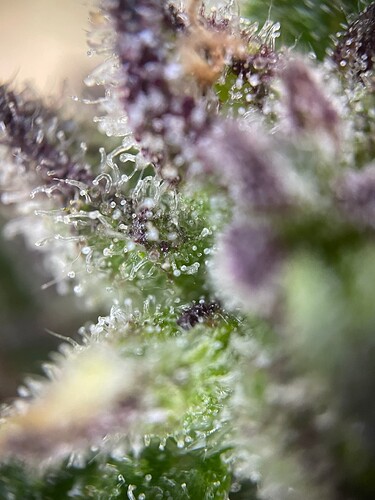 Growreport Bild 33