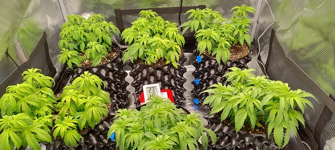 IMG_20241212_100711289_HDR