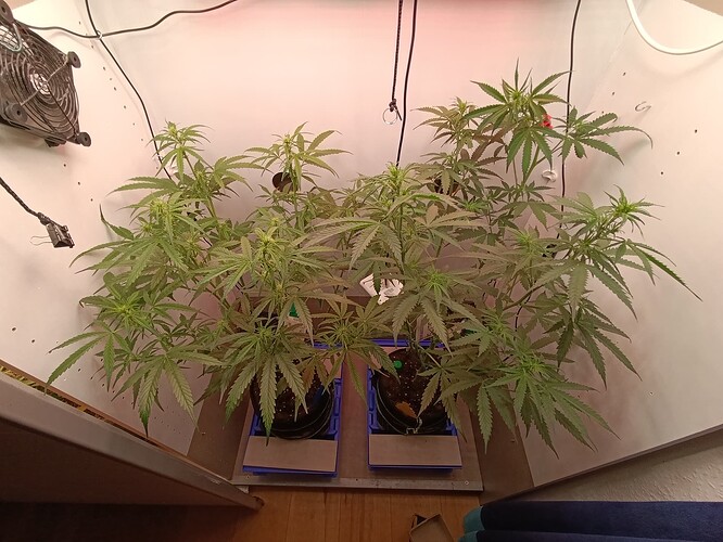 Growreport Bild 52