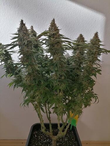 Growreport Bild 41