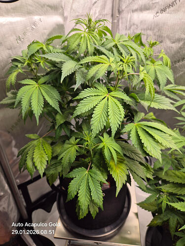 Eine Cannabis-Pflanze in einem Growzelt, die auf einer Waage steht.