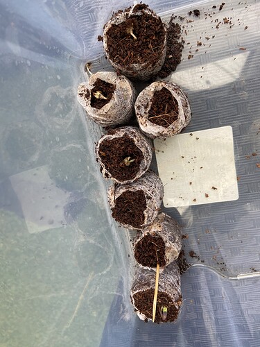 Growreport Bild 1